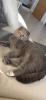 BKH Scottish fold Mix Pärchen