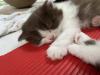 Süße BKH BLH Kitten mit Stammbaum