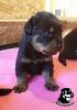 Rottweiler von Akima 