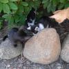 Hauskatzen zu verschenken 