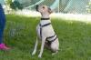 PALOA - weiblich  2 Jahre  60 cm  25 kg  Englisch Pointer  Gechipt  Kastriert  K