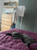 BKH Kitten geimpft,  entwurmt und Stammbaum