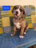 Doggenmix welpen