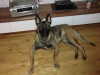 Belgischer Schäferhund Rüde Malinios
