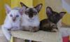 süße Siam-/  OKH-Katzenkinder und Siamkastratin suchen neue Katzeneltern