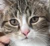 Kater sucht ein Zuhause