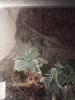 Nhandu Chromatus 0.1