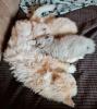 Selkirk Rex/  BKH Kitten zu verkaufen