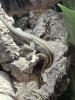 1, 1 Streifenzwergtaggecko ( Lygodactylus kimhowelli)