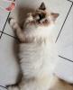 Heilige Birma Kitten,  lilac,  weiblich