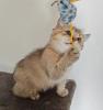 Nur noch 2 Kittens suchen liebevolle Zuhause