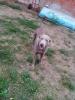 Weimaraner Rüdde Paul