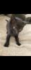 3 Scottish Fold-BKH Mix Kitten