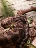 Teppichpython,  morelia variegata