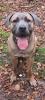 Cane Corso Welpen