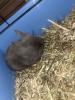 Kanichen Babys,  Hasen paar