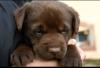 Labrador Welpen chocolate