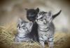 Wir suchen ein Katzen Baby