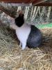 Deckrammler für Kaninchen gesucht