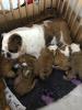Bildhübsche  Englische Bulldoggen Welpen Suchen ein neues zuhause !!