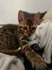 Bengal Baby Kater zu verkaufen