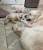 AKC registrierte Golden Retriever Welpen