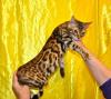 wunderschöne Bengal und savannah  Kitten ab sofort abzugeben