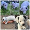 Jack Russel