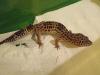 Terrarium, +zwei Leopardgeckos