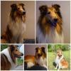 Schöner Langhaarcollie Rüde sucht neues zu Hause