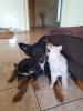 Collie Schäferhund Akita Inu Mix
