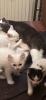 BKH/ Perser-Mix Kitten