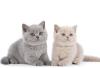 BKH kitten reinrassig,  blue,  Britisch Kurzhaar