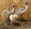 Dromaius novaehollandiae (Emu)