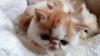 Exotic Shorthair und Perserkätzchen