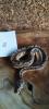 Mehrere Königspythons Regius abzugeben in Soest/ Nrw