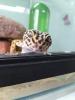Leopardgeckos mit Terrarium