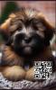 Briard Notizbuch,  Buch: Das perfekte Geschenk für Hunde Liebhaber & Fans,  Heft m