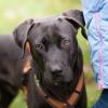 KONGO -  männlich  9 Monate  55 cm  28 kg  Labrador-Mix  Gechipt  Kastriert