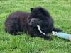 Schwarze Chow Chow Welpen