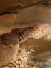Leopardgecko Weibchen zu verkaufen