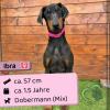 Ibra (w),  Bobermann,  1, 5 Jahre,  57 cm,  Slowakei