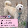 Masago (m),  8 Jahre,  40cm,  Slowakei (NB)
