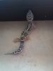 1.0 Leopardgecko nz25