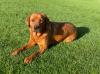 Labradorwelpen in foxred Labrador Welpe * Abgbe ab Ende April 204
