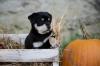 Jack Russel Mix Welpen 
