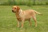 Labrador Hündin /  perfekter Familien Hund