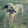 Laika sucht ein Zuhause
