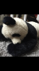 Pandabär ,  liegend,  Original Steiff