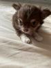 Chihuahua Welpe sucht ein neues zu Hause
